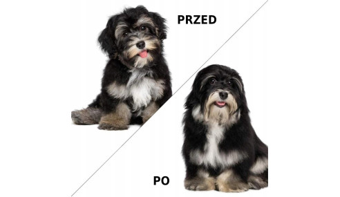 TRYMER DO KOŁTUNÓW ZGRZEBŁO USUWA MARTWY WŁOS PSA